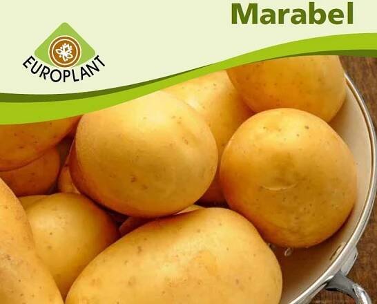 Sadbové brambory 5kg MARABEL
