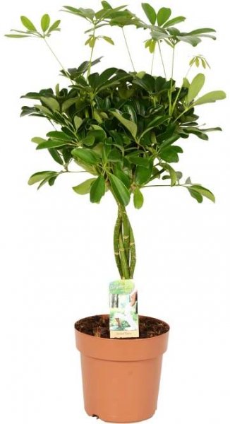 GROW by OBI Šeflera dlanitolistá (Schefflera arboricola) výška 70-80 cm pr. 21cm