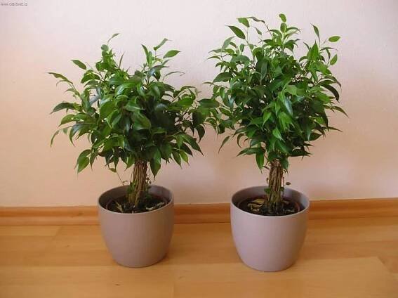 Ficus malolistý Rostliny do koupelny