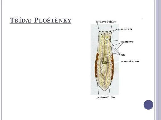 PPT - Kmen: Ploštěnci PowerPoint Presentation, free download - ID:2955646