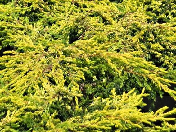 Juniperus communis Goldschatz | Juniperus - jalovec |Zahradnictví Franc 