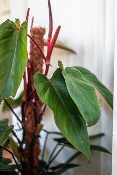 Red Emerald Philodendron Care Guide (Philodendron erubescens)