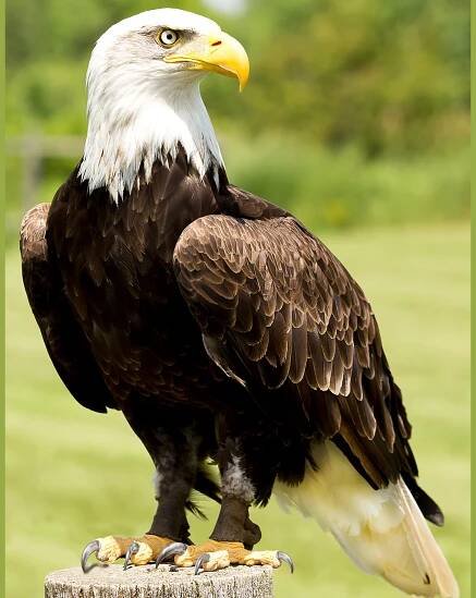 Eagles Soar