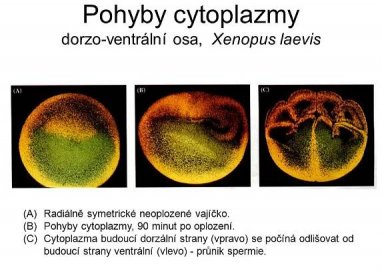 Radiálně symetrické neoplozené vajíčko. Pohyby cytoplazmy, 90 minut po oplození. Cytoplazma budoucí dorzální strany (vpravo) se počíná odlišovat od budoucí strany ventrální (vlevo) - průnik spermie.