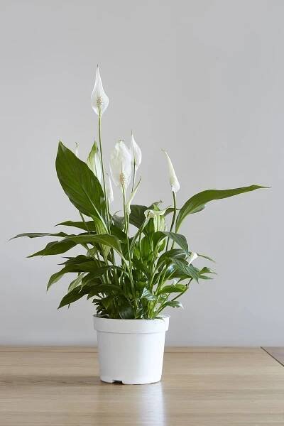 Peace Lily (Spathiphyllum)
