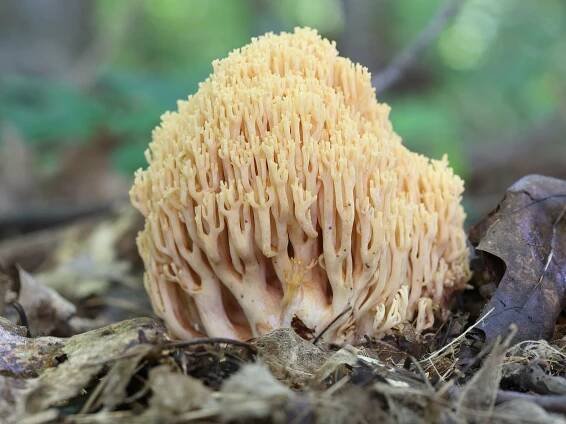 Ramaria formosa: Nejlepší průvodce houbami