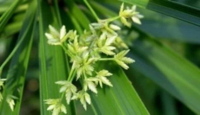 Cyperus