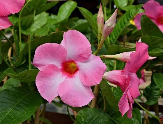 Dipladénie | Dipladenia
