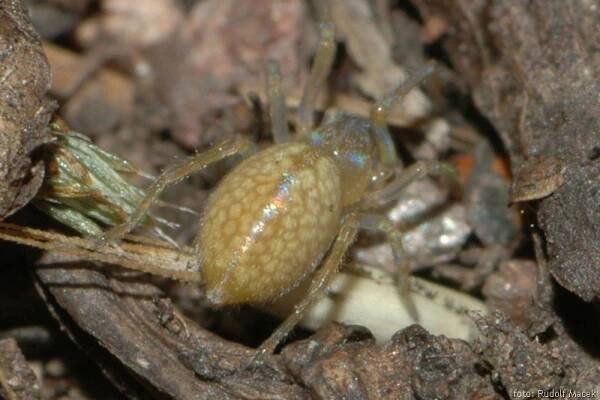 Česká arachnologická společnost - Drassodes pubescens (Thorell, 1856) [skálovka pýřitá] → Čeleď: Gnaphosidae → Rod: Drassodes