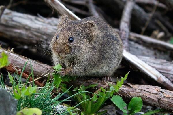 Massachusetts Shoppers May Have Rodent Poop Lettuce in Their Homes, Don't Eat