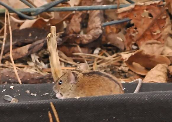 S veřejností mapujeme myšky s proužkem 4 roky | ALKA Wildlife