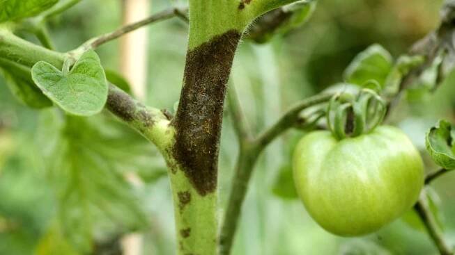 Tomaten haben braune Flecken: Früchte lieber sofort entfernen