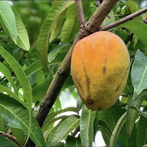 A Dot Mango On The Tree