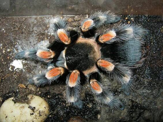 Brachypelma smithi - Wikipedia