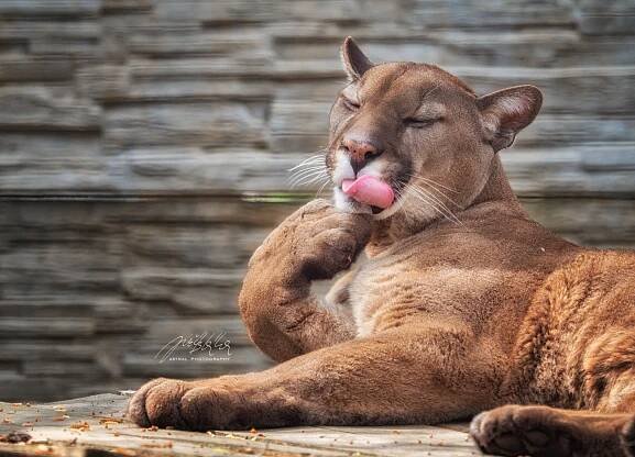 PUMA AMERICKÁ (Puma concolor) (zoonahradecku.cz)