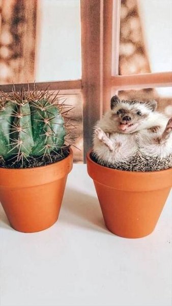 two small hedgehogs sitting on top of potted plants
