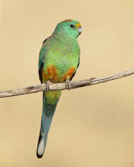 File:Mulga Parrot male 1 - Patchewollock.jpg - Wikimedia Commons