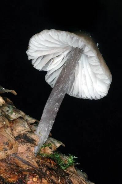 Obrázek - Mycena strobilicola (helmovka šiškomilná) | BioLib.cz