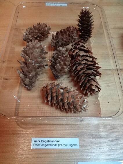 Picea engelmannii (Smrk Engelmannův) - eshop, prodej, semena, rostliny, pěstování, fotografie, množení, popis, atd. -> www.rostliny.net