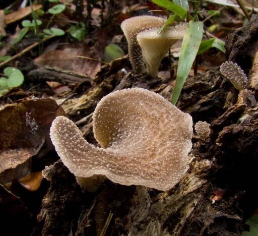 Hohenbuehelia mastrucata: Nejlepší průvodce houbami