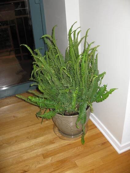 Soubor:KimberlyQueenFern.JPG – Wikipedie