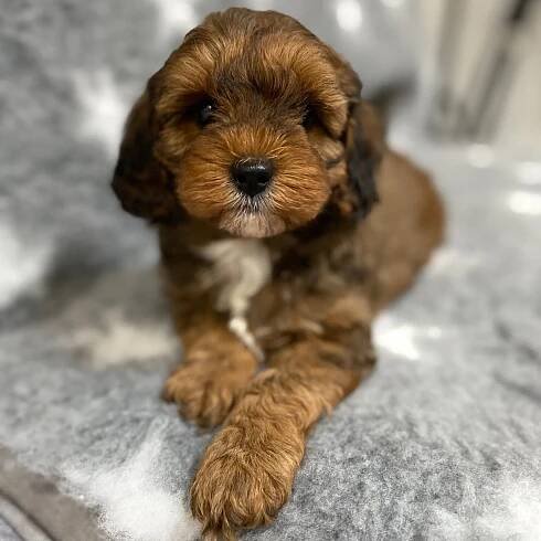Colours | Luxury Cavapoochon | Luxury Cockapoos