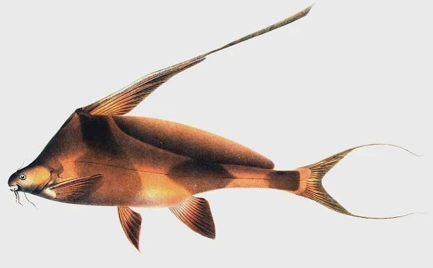 Bagrichthys