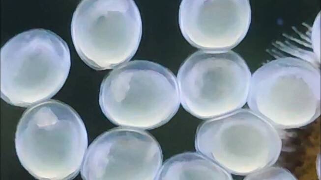 Sturisoma panamense - development of fish eggs