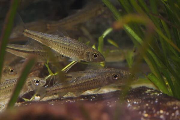 Squalidus gracilis