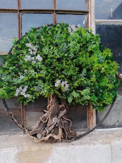 Fotky / Vánoční plantáž Šlovice - prodej živých vánočních stromků