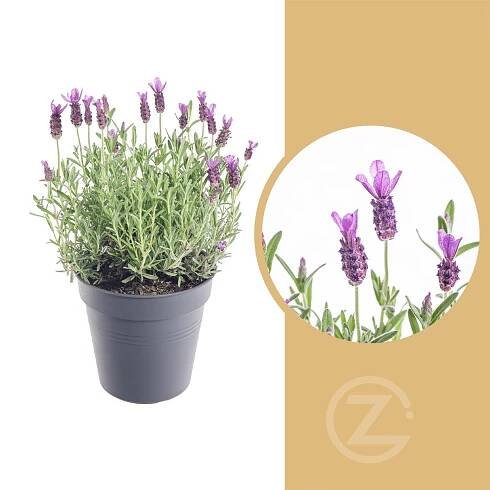 Levandule smilovitá, Lavandula stoechas Anouk, skladem