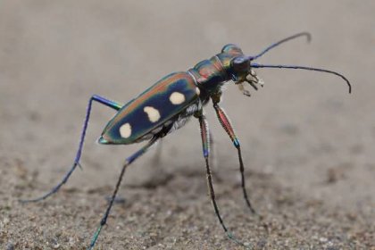 Rydzi: Coleoptera | Cicindela aurulenta 