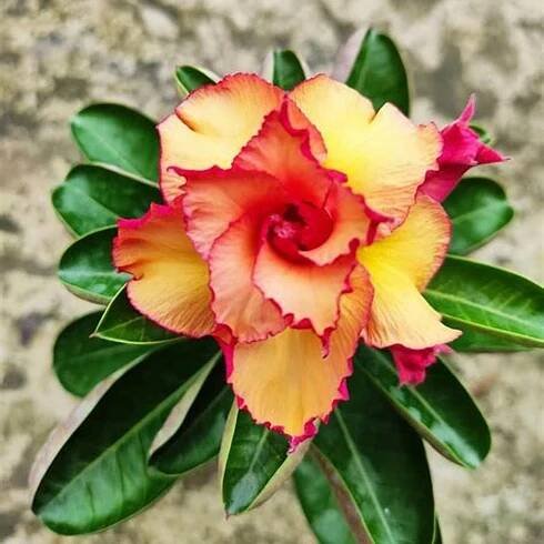 5 SEMEN ADENIUM OBESUM "Lady" Pouštní růže - ČERSTVÁ SEMENA