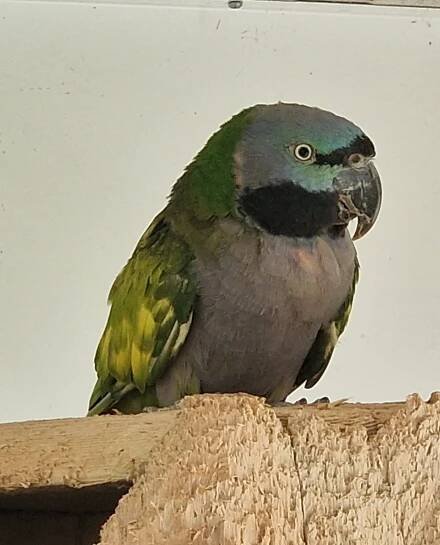 Alexandr čínský - mutace lemovaná | iFauna.cz