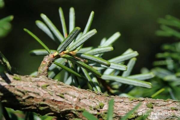 Jedlovec Mertensův (Tsuga mertensiana)