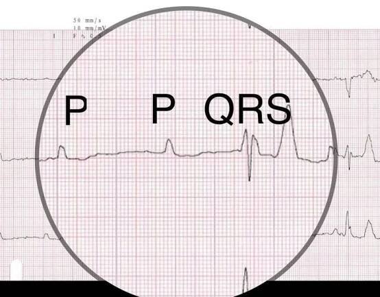 Cardiac Vet | Cardiac Veterinary Consultant, Diagnostics & Telemedicine