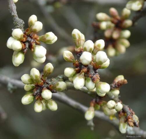 Trnka obecná (Prunus spinosa), poupata