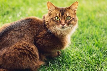 Somálská kočka: nepleťte si ji s habešskou