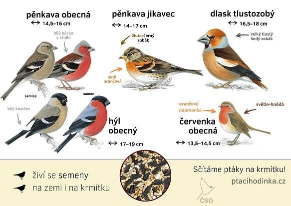 Kteří ptáci zimují v Česku v blízkosti lidí? Odpoví šestý ročník Ptačí hodinky 5.–7. ledna 2024 • Česká společnost ornitologická