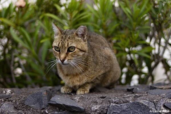 Cat I met in Madeira