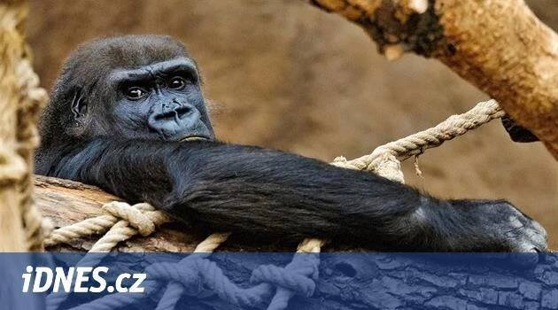 Gorila Shinda přišla o vedoucí pozici, ale na nahánění mláďat je dobrá - iDNES.cz