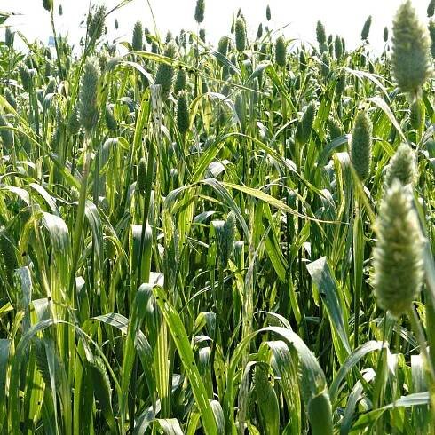 Kohoutci rodu Oulema v porostech lesknice kanárské a ochrana proti nim - Články - Agromanuál.cz