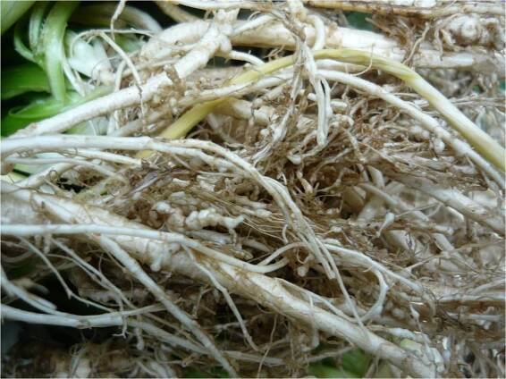 Nematodos en suelo agrícola