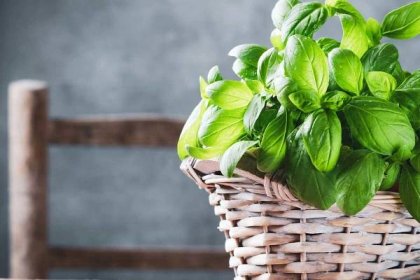 Nepodceňujte bazalku! Voňavú bylinku využijete v kuchyni, ako repelent na terase aj na podporu trávenia a laktácie