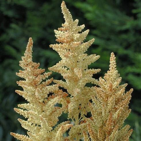 Laskavec Autumn Touch – Amaranthus caudatus – semena amarantu