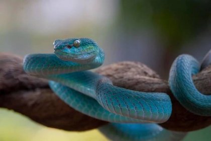 modrý had