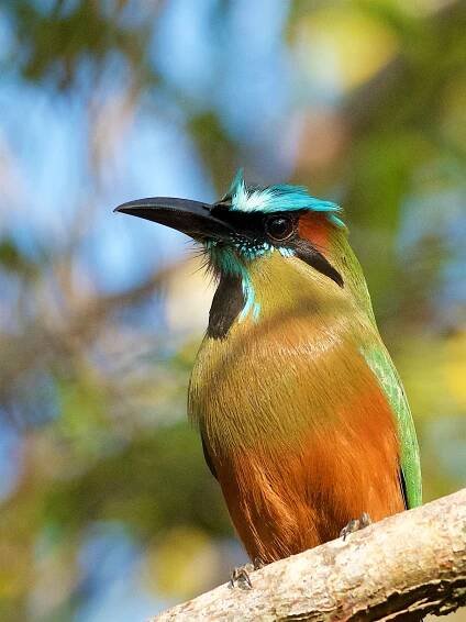 james batt - Turquoise-browed Mot Mot