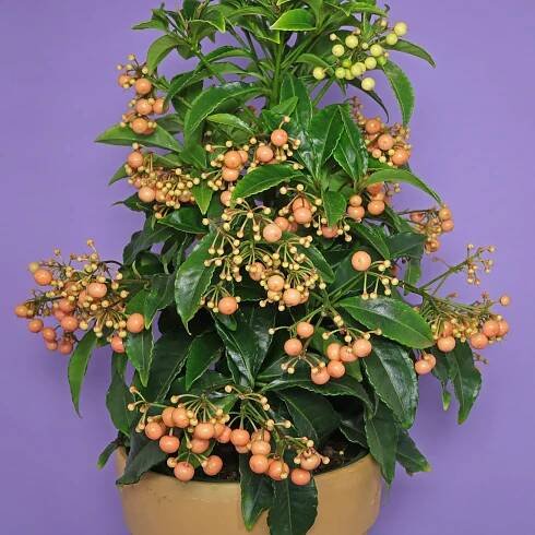 Coral Berry, Christmas Berry (Ardisia crenata)