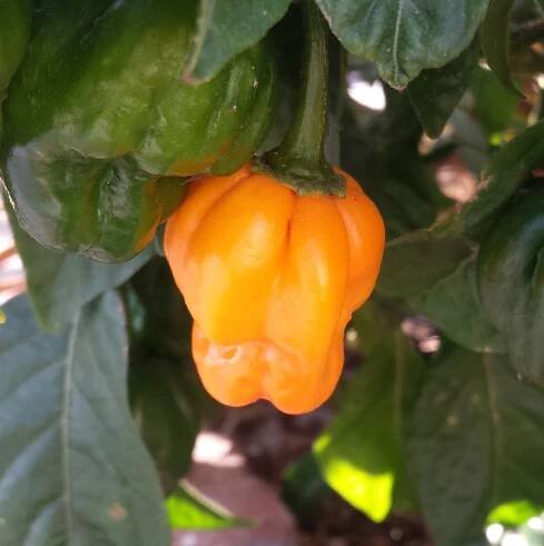 Scotch bonnet