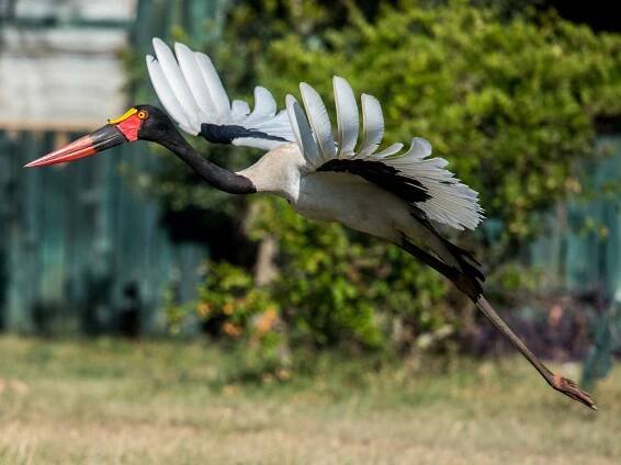  - Saddle-billed Stork